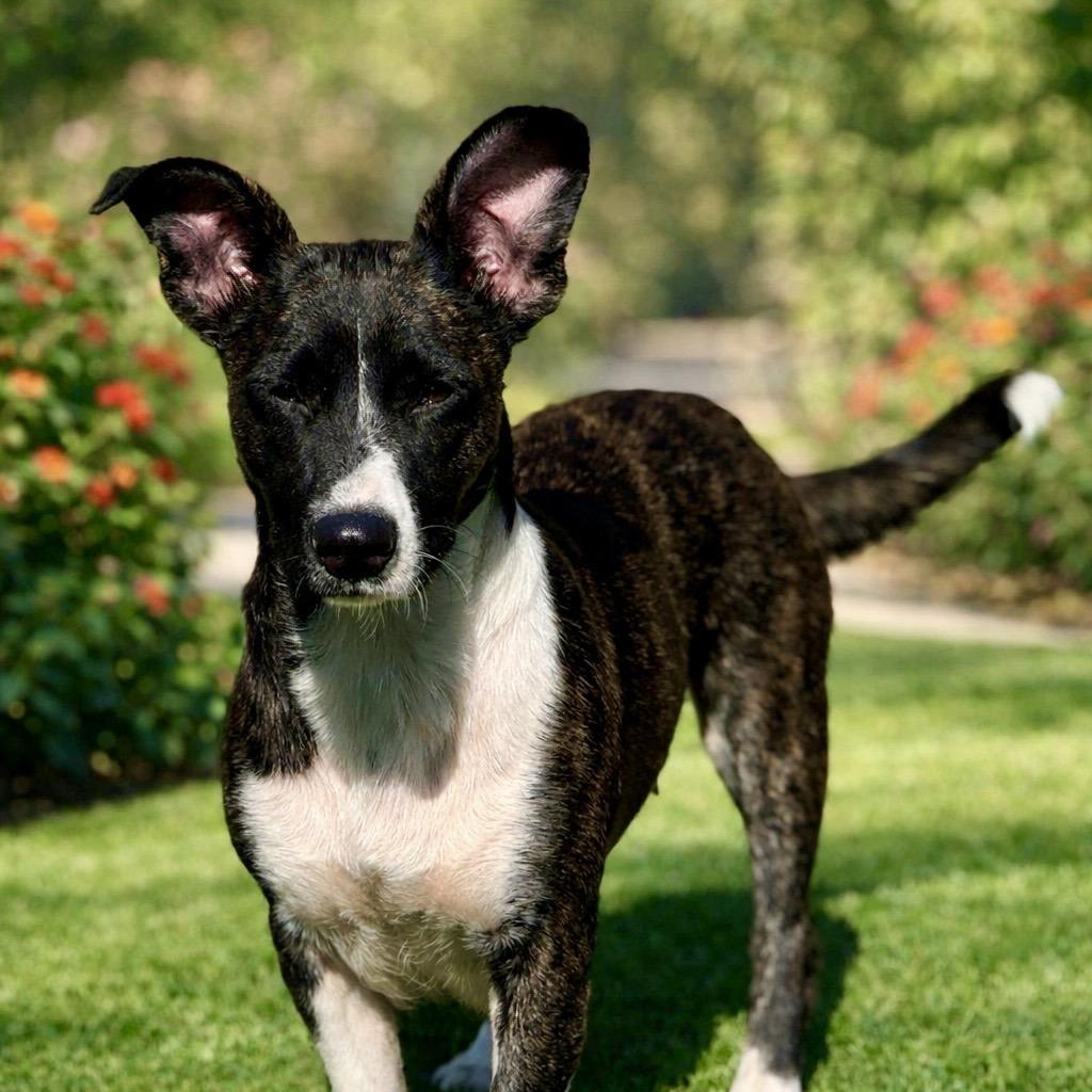 Enlarge Truffles - a prancing beauty! , a Adoptable mixed breed in San Antonio, TX image 2/6