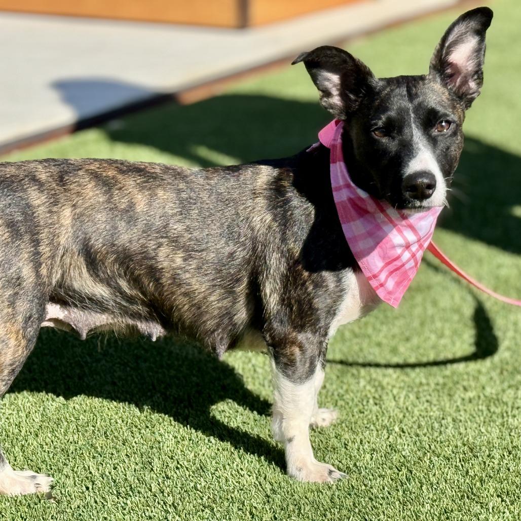 Enlarge Truffles - a prancing beauty! , a Adoptable mixed breed in San Antonio, TX image 3/6