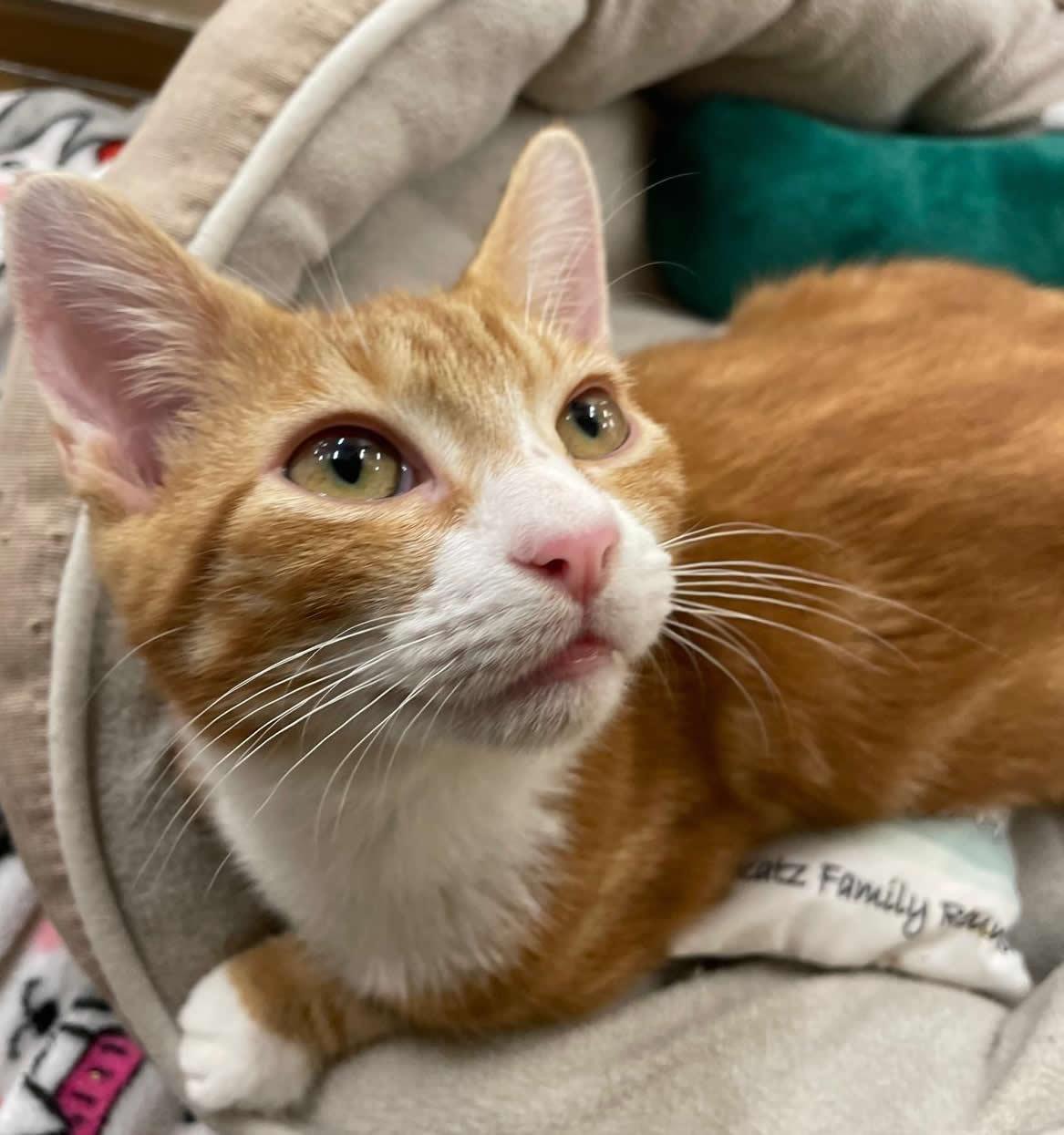 Enlarge Princess, a Adoptable Domestic Short Hair in Miami, FL image 3/5