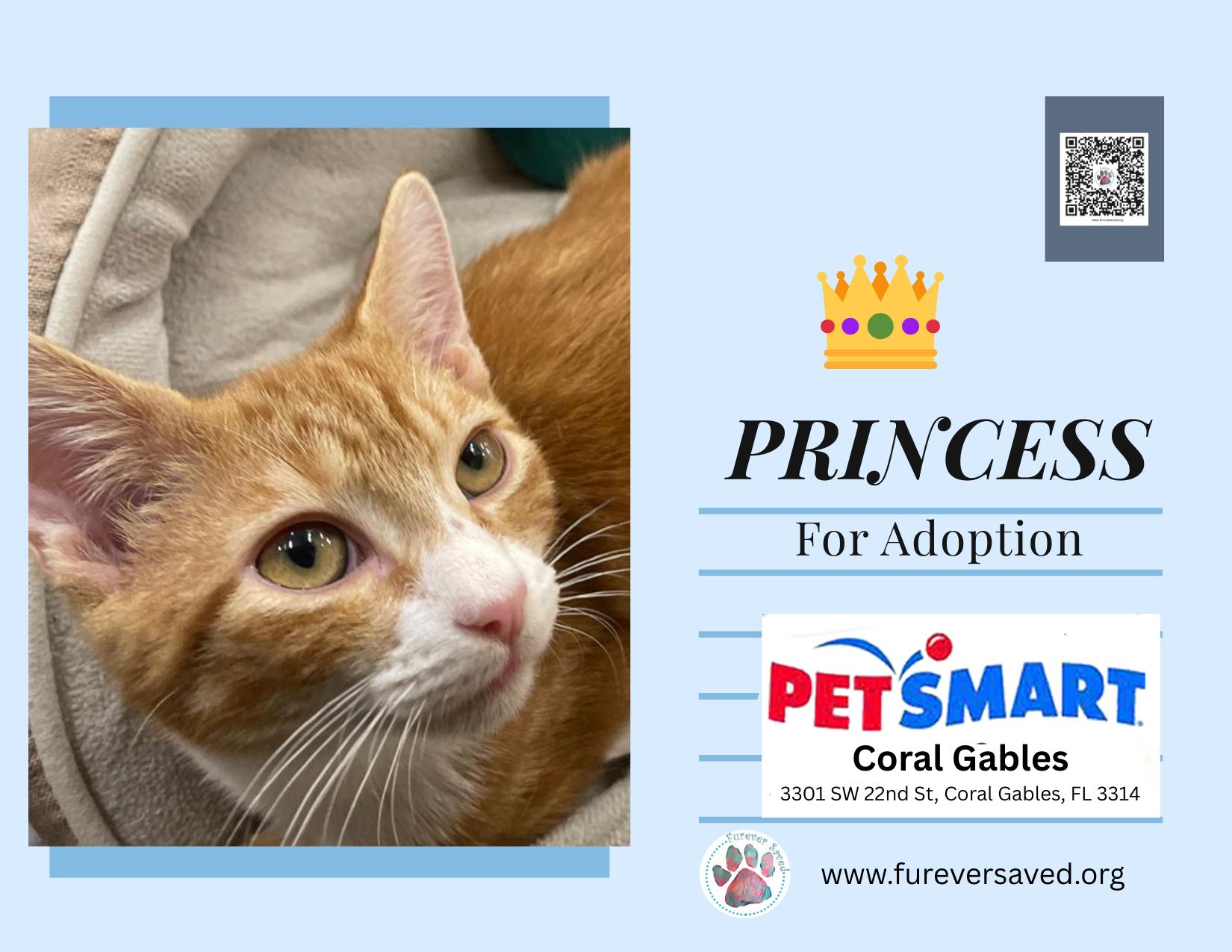 Enlarge Princess, a Adoptable Domestic Short Hair in Miami, FL image 4/5