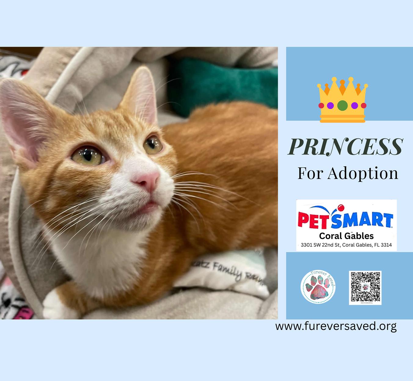 Enlarge Princess, a Adoptable Domestic Short Hair in Miami, FL image 1/5