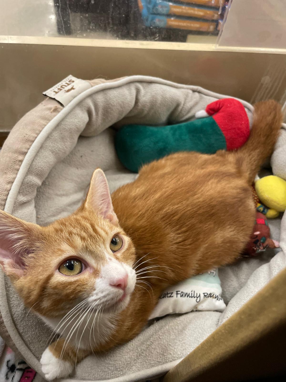 Enlarge Princess, a Adoptable Domestic Short Hair in Miami, FL image 5/5