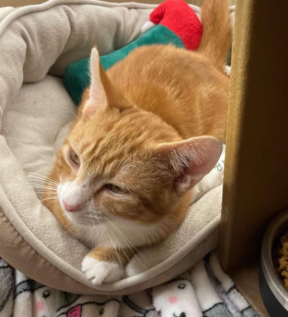 Enlarge Princess, a Adoptable Domestic Short Hair in Miami, FL image 2/5