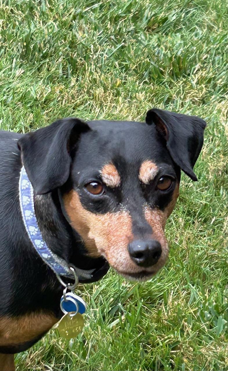 Murray, Adopted, Adult Male Miniature Pinscher.