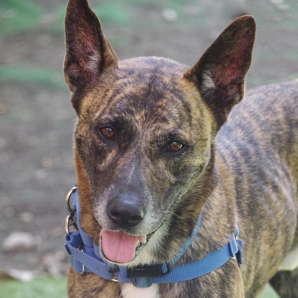 Arthur, a Adoptable mixed breed in Miami, FL image 1/6