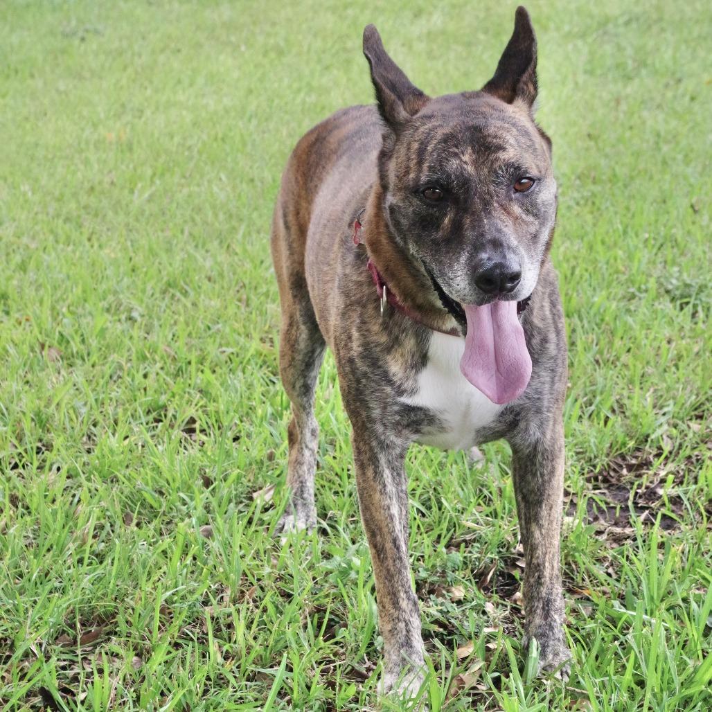 Arthur, Adoptable, Adult Male Shepherd.