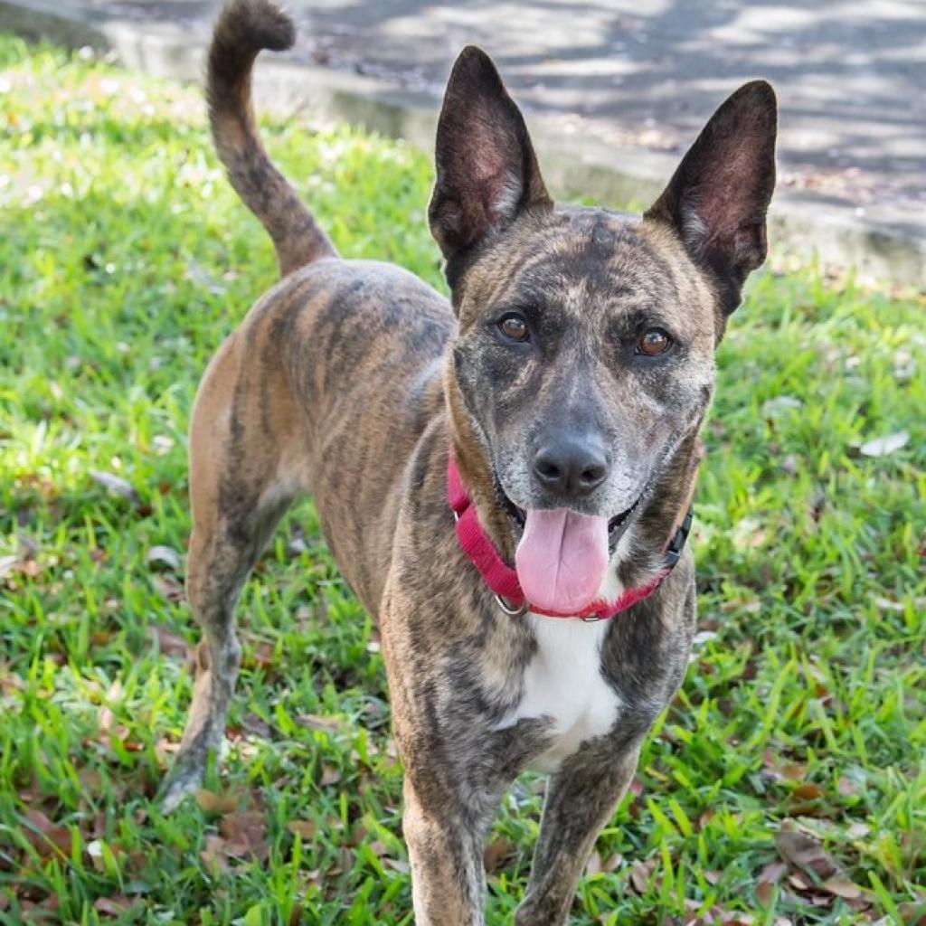 Enlarge Arthur, a Adoptable mixed breed in Miami, FL image 2/6
