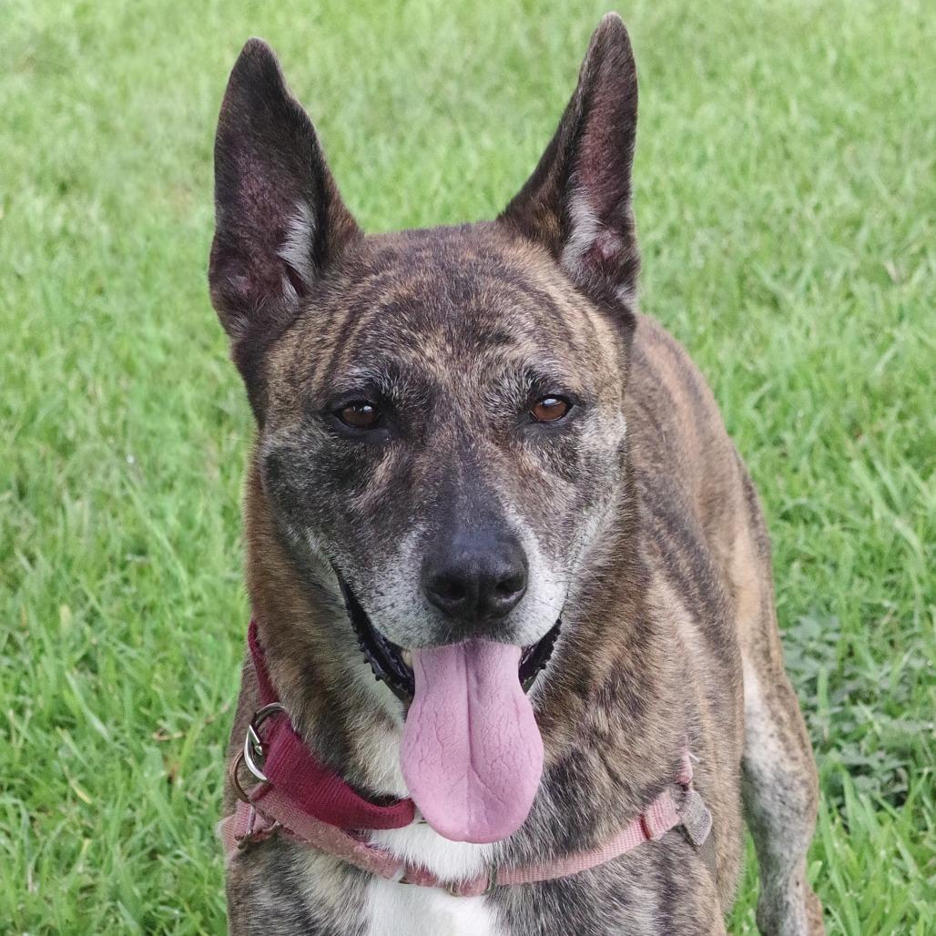 Enlarge Arthur, a Adoptable mixed breed in Miami, FL image 3/6