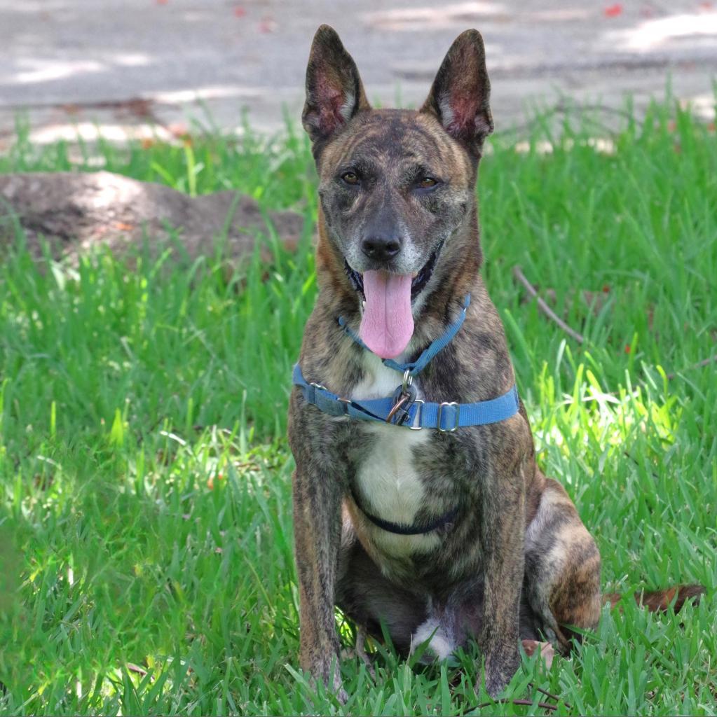 Arthur, a Adoptable mixed breed in Miami, FL image 3/6