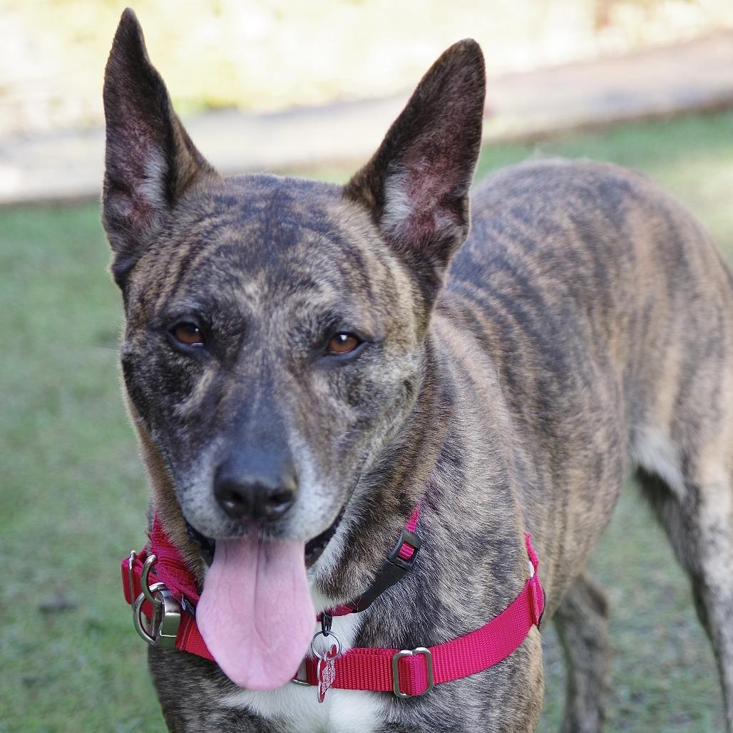 Arthur, a Adoptable mixed breed in Miami, FL image 6/6