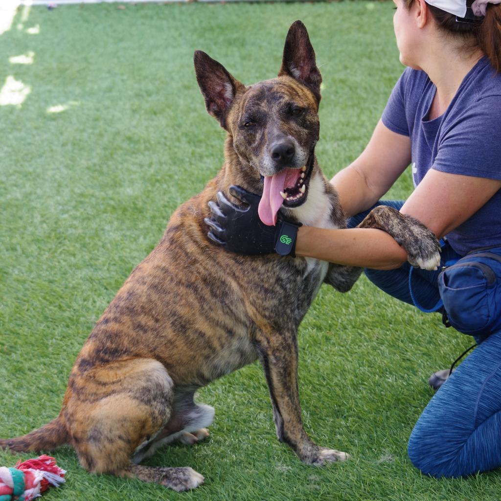 Arthur, a Adoptable mixed breed in Miami, FL image 4/6