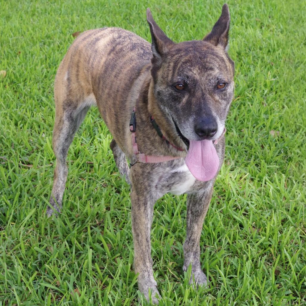 Enlarge Arthur, a Adoptable mixed breed in Miami, FL image 5/6