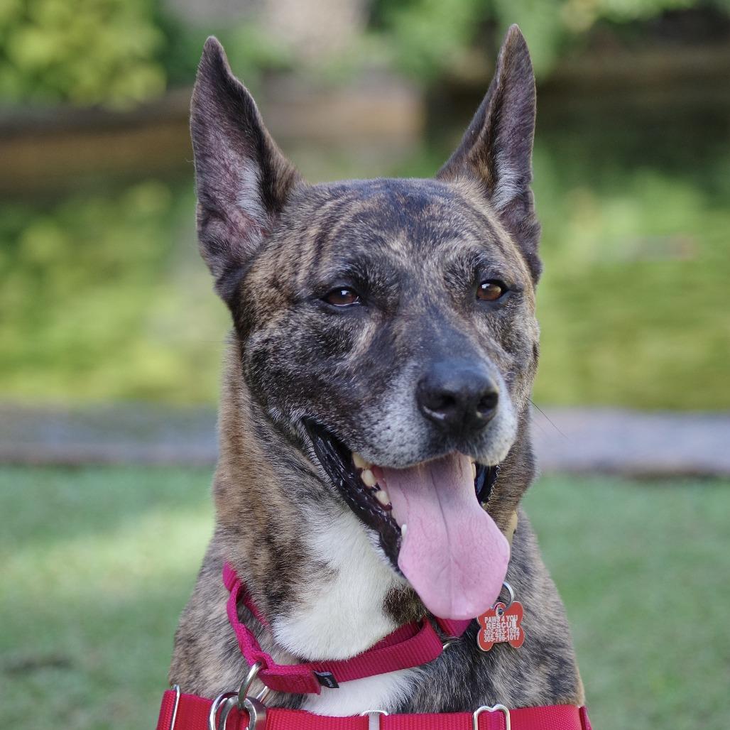Arthur, a Adoptable mixed breed in Miami, FL image 5/6