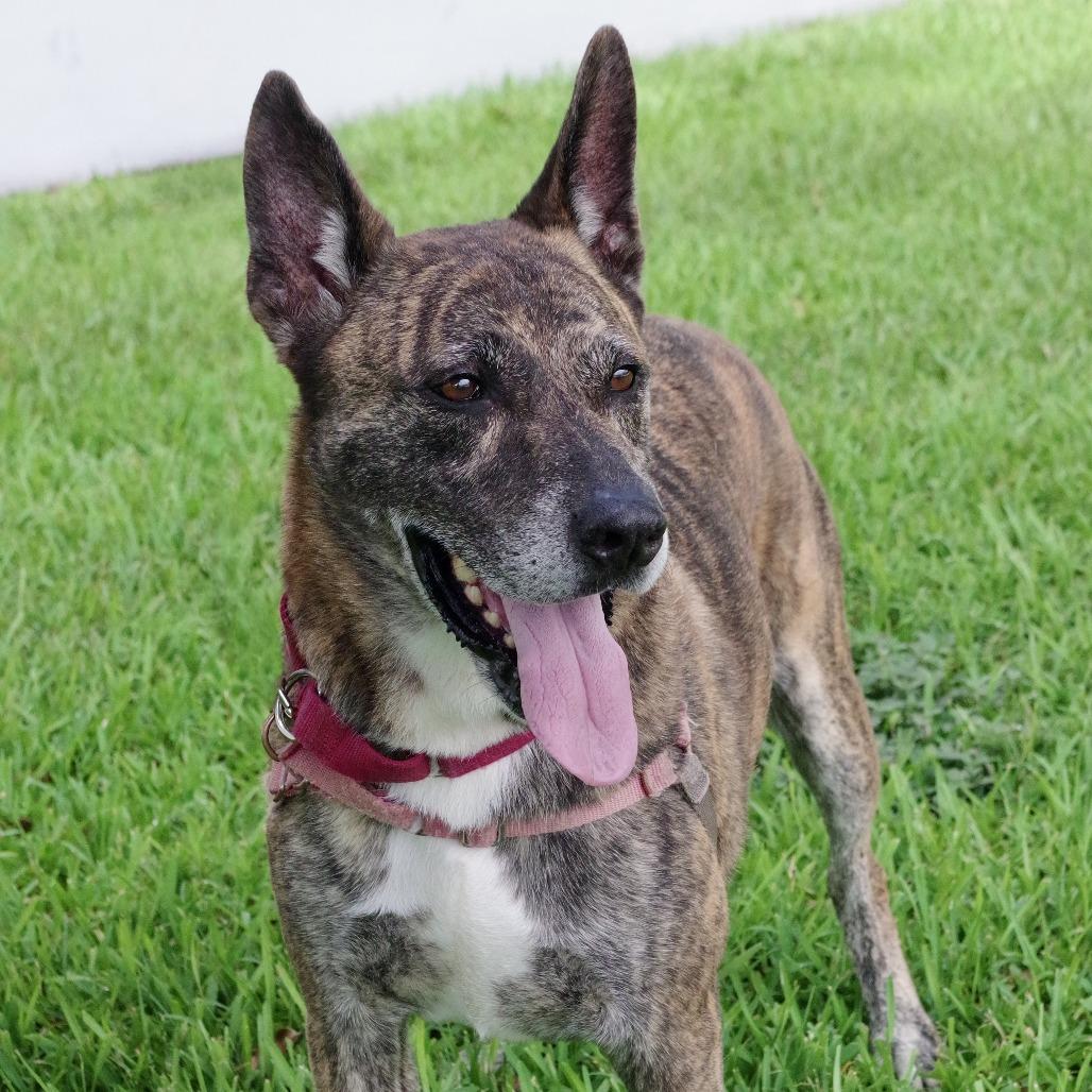 Enlarge Arthur, a Adoptable mixed breed in Miami, FL image 6/6
