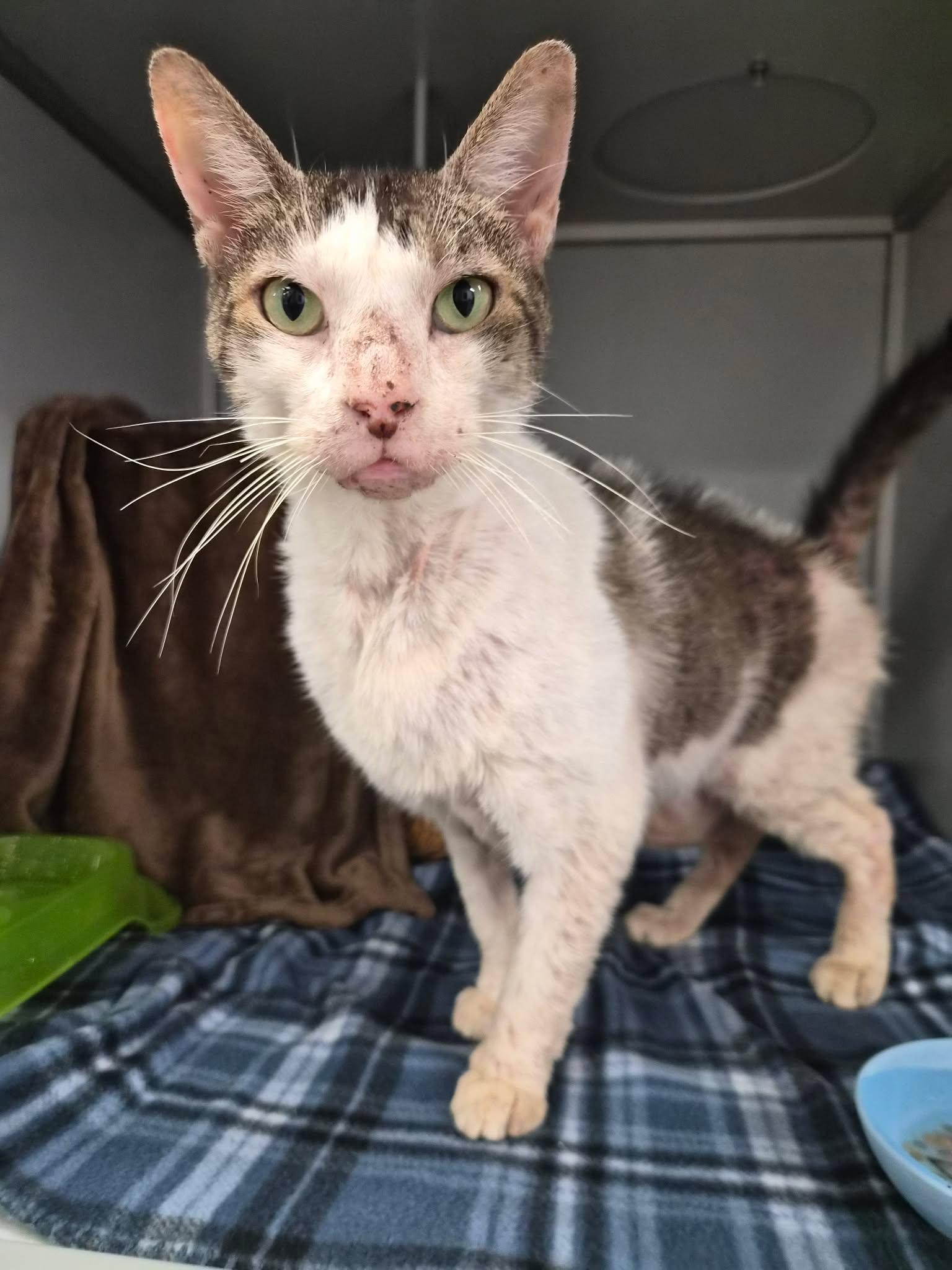 Zed, ADOPTABLE, Adult Male Domestic Short Hair.