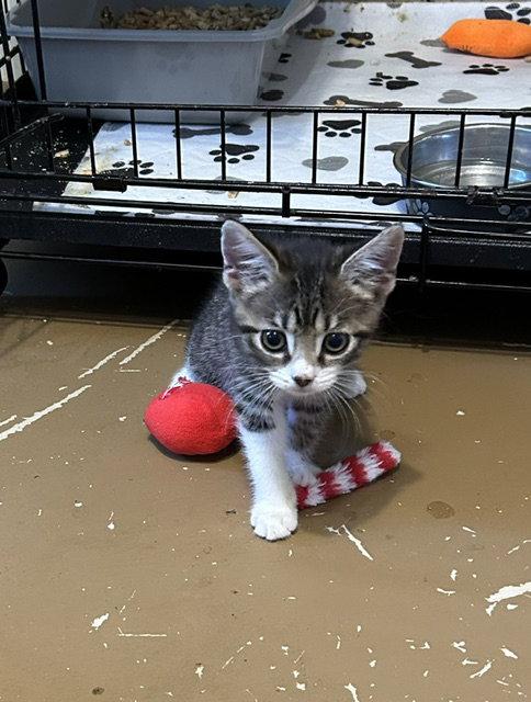 Marlo, Adoptable, Kitten Female Tabby.