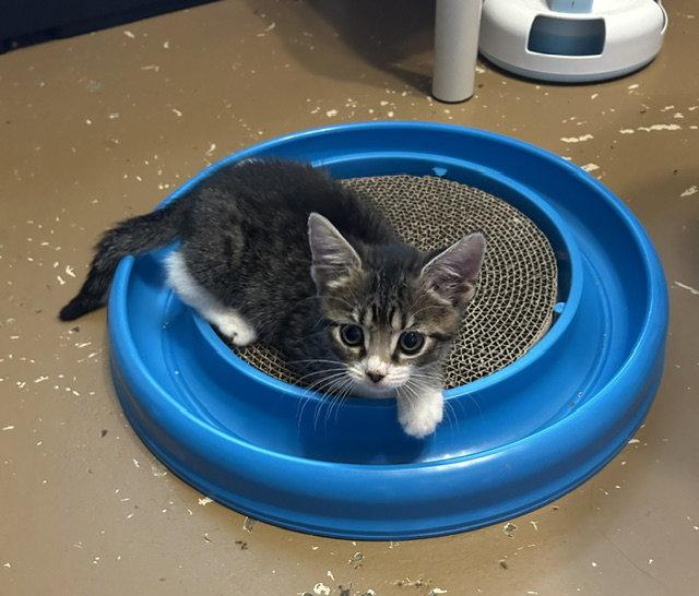 Marlo, a Adoptable Tabby in Orlando, FL image 2/3