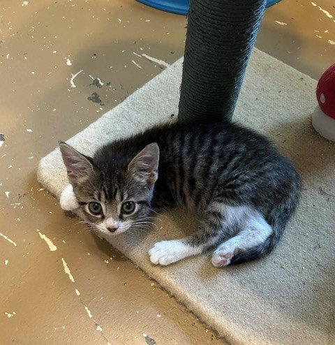 Marlo, a Adoptable Tabby in Orlando, FL image 3/3