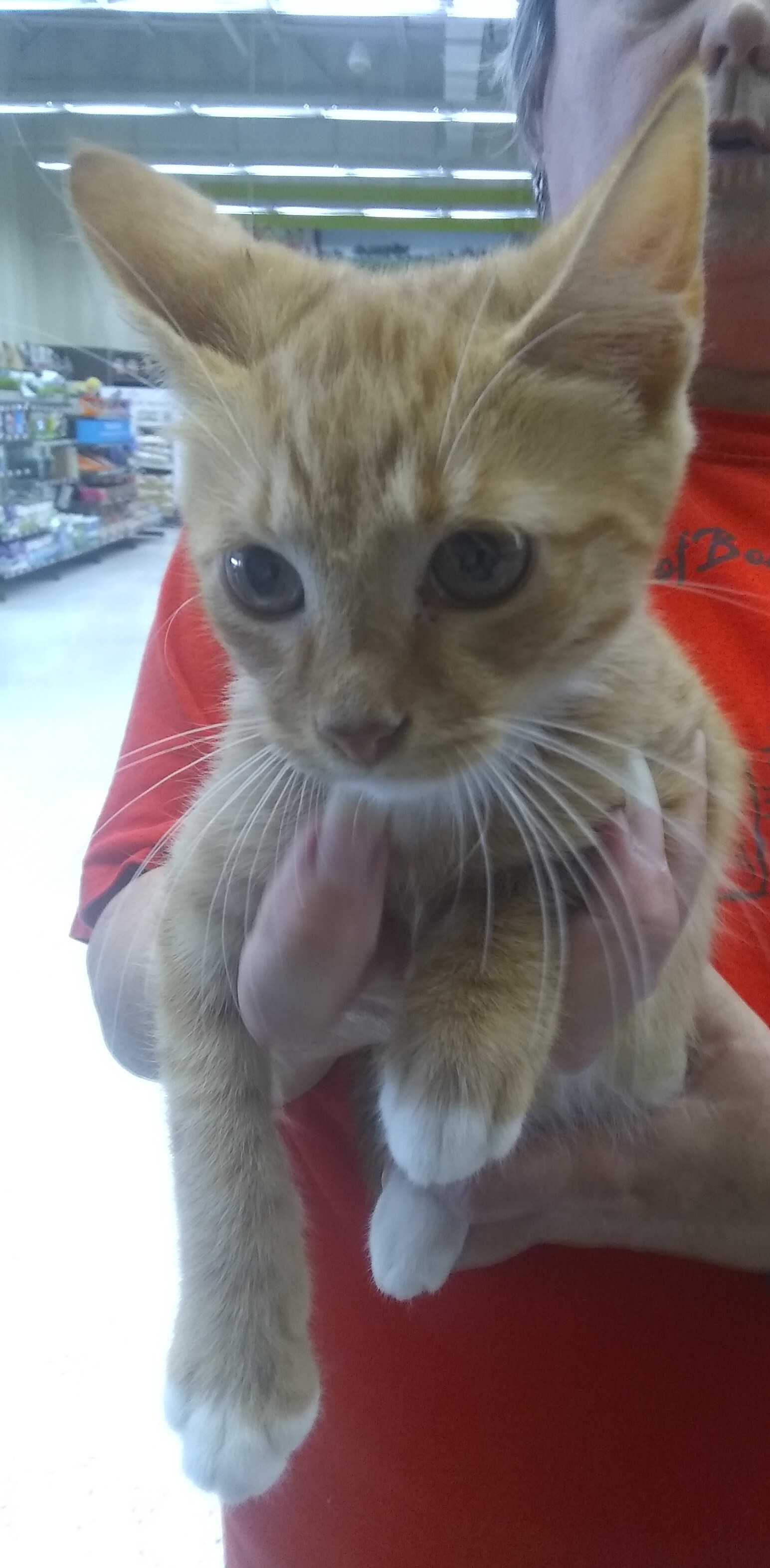 Isaac, Adoptable, Adult Male Tabby.