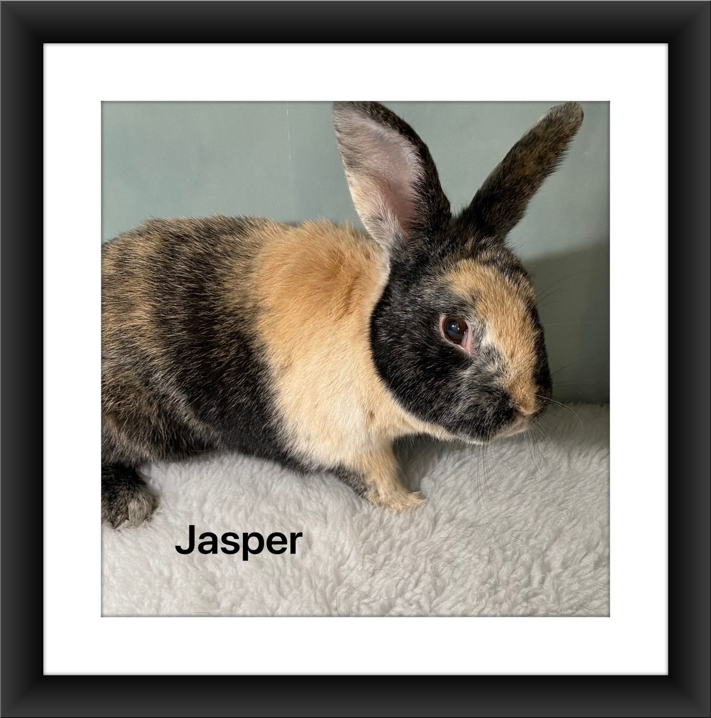 Enlarge Jasper, a Adoptable Harlequin in Auburn, CA image 1/1