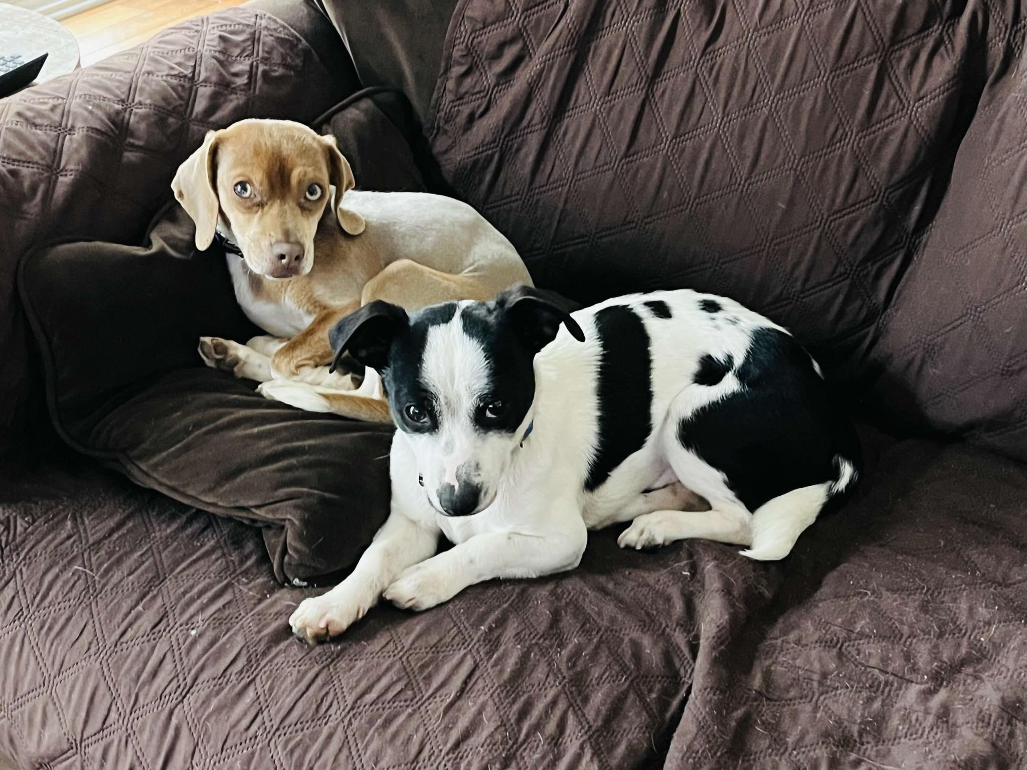 Enlarge Miko, a ADOPTABLE mixed breed in Troy, MI image 2/6