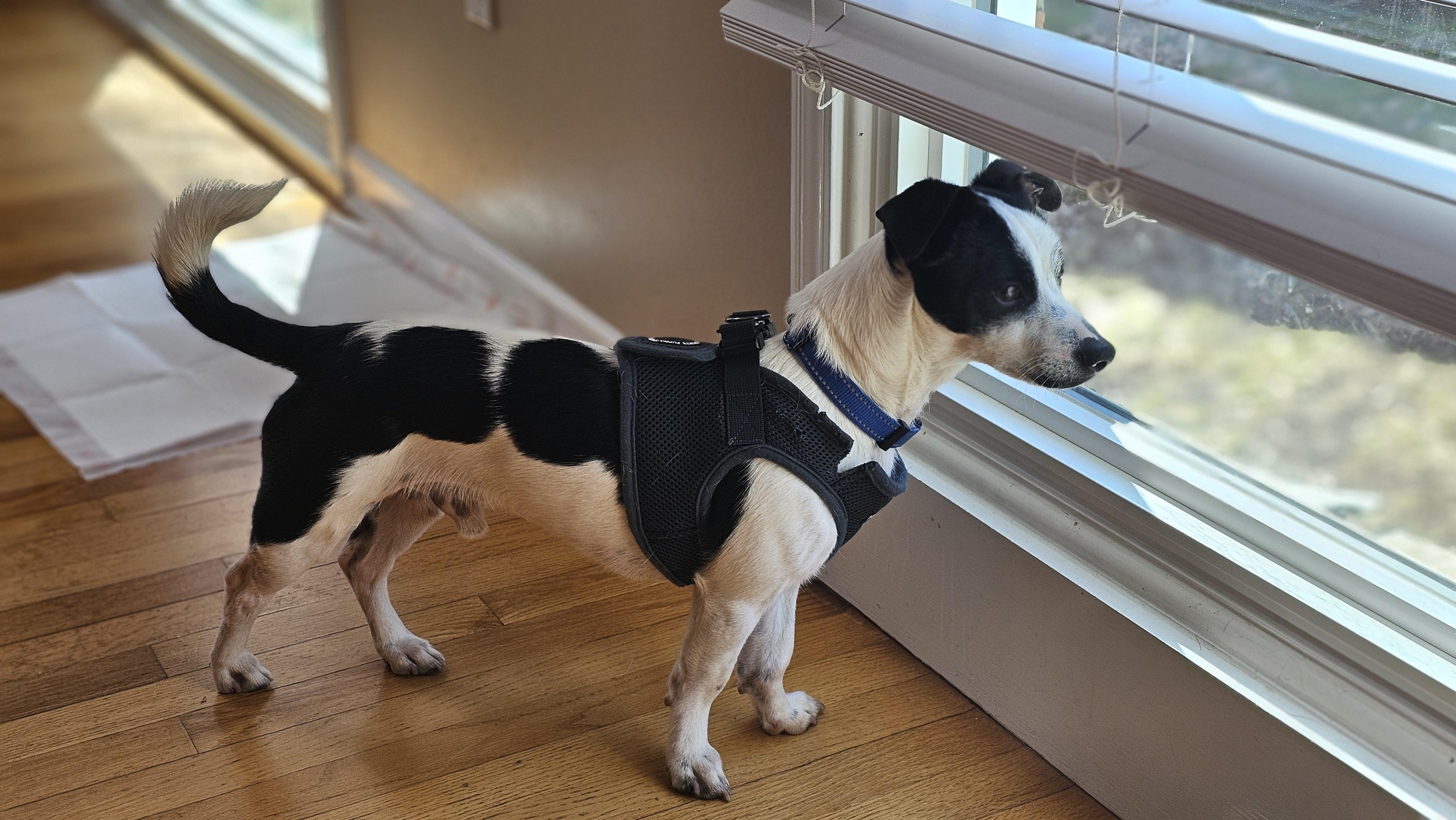 Enlarge Miko, a ADOPTABLE mixed breed in Troy, MI image 3/6