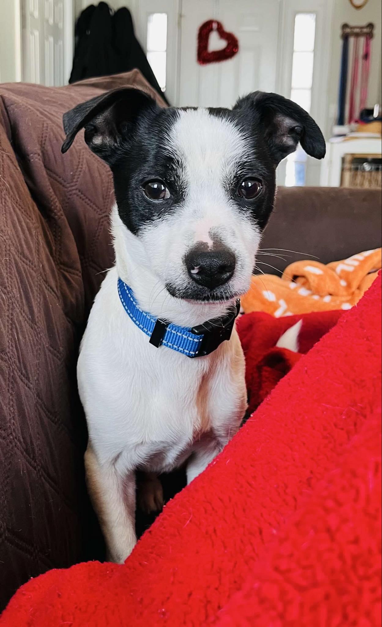 Enlarge Miko, a ADOPTABLE mixed breed in Troy, MI image 6/6
