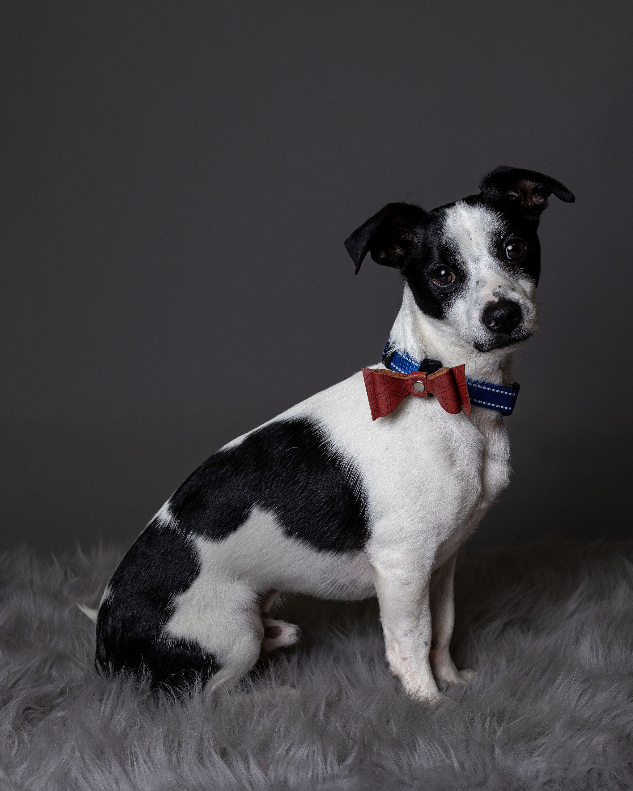 Enlarge Miko, a ADOPTABLE mixed breed in Troy, MI image 4/6