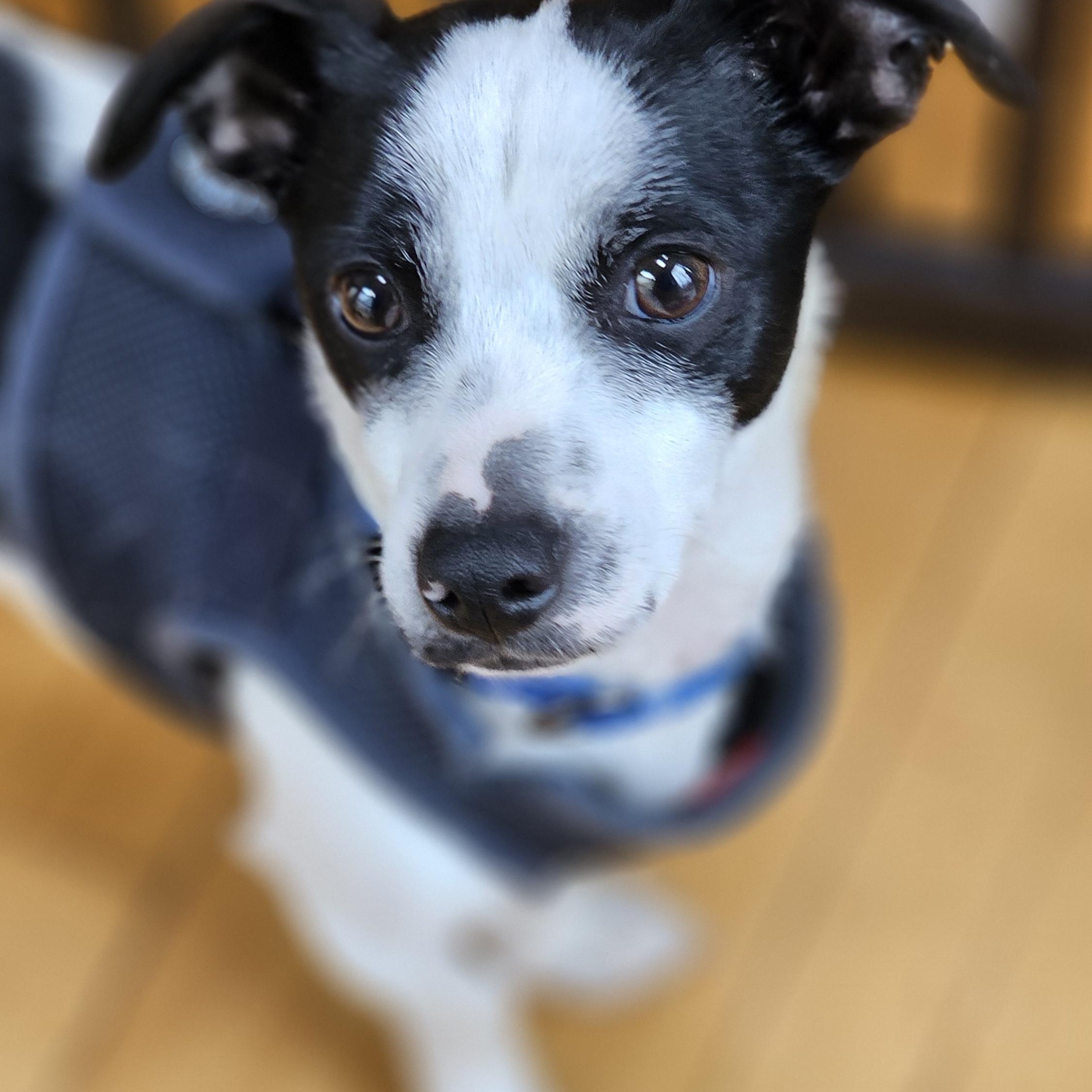 Enlarge Miko, a ADOPTABLE mixed breed in Troy, MI image 5/6