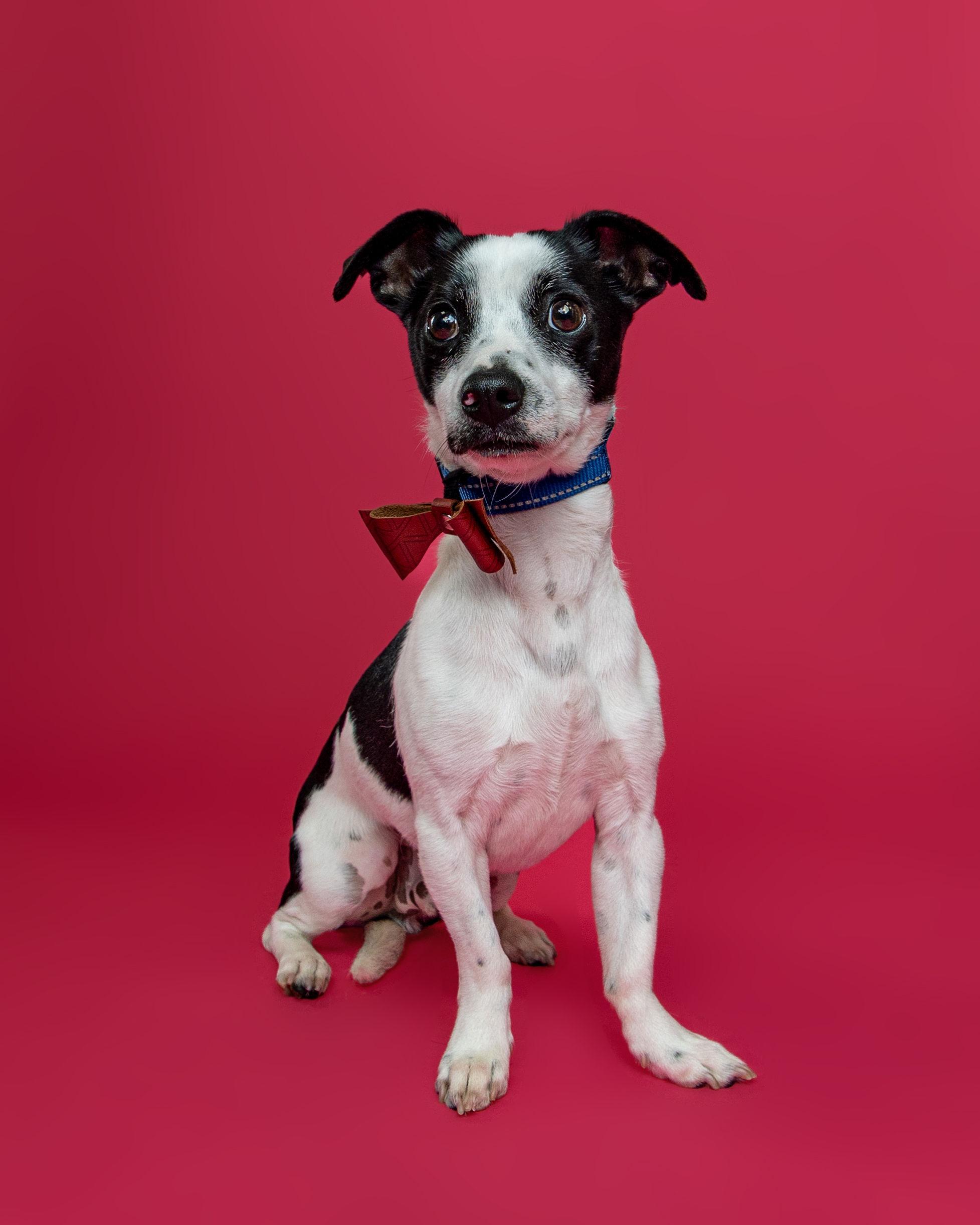 Miko, ADOPTABLE, Adult Male Terrier.