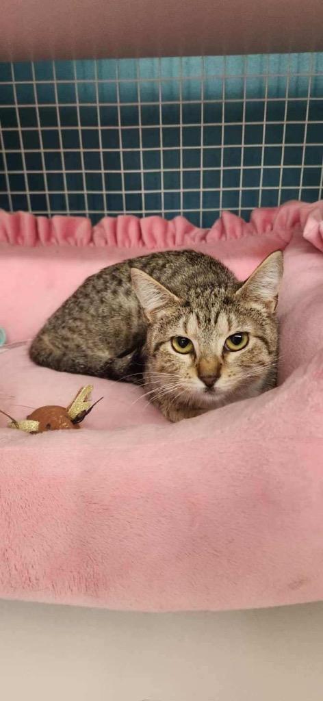 Enlarge Prego, a Adopted mixed breed in Tampa, FL image 1/1