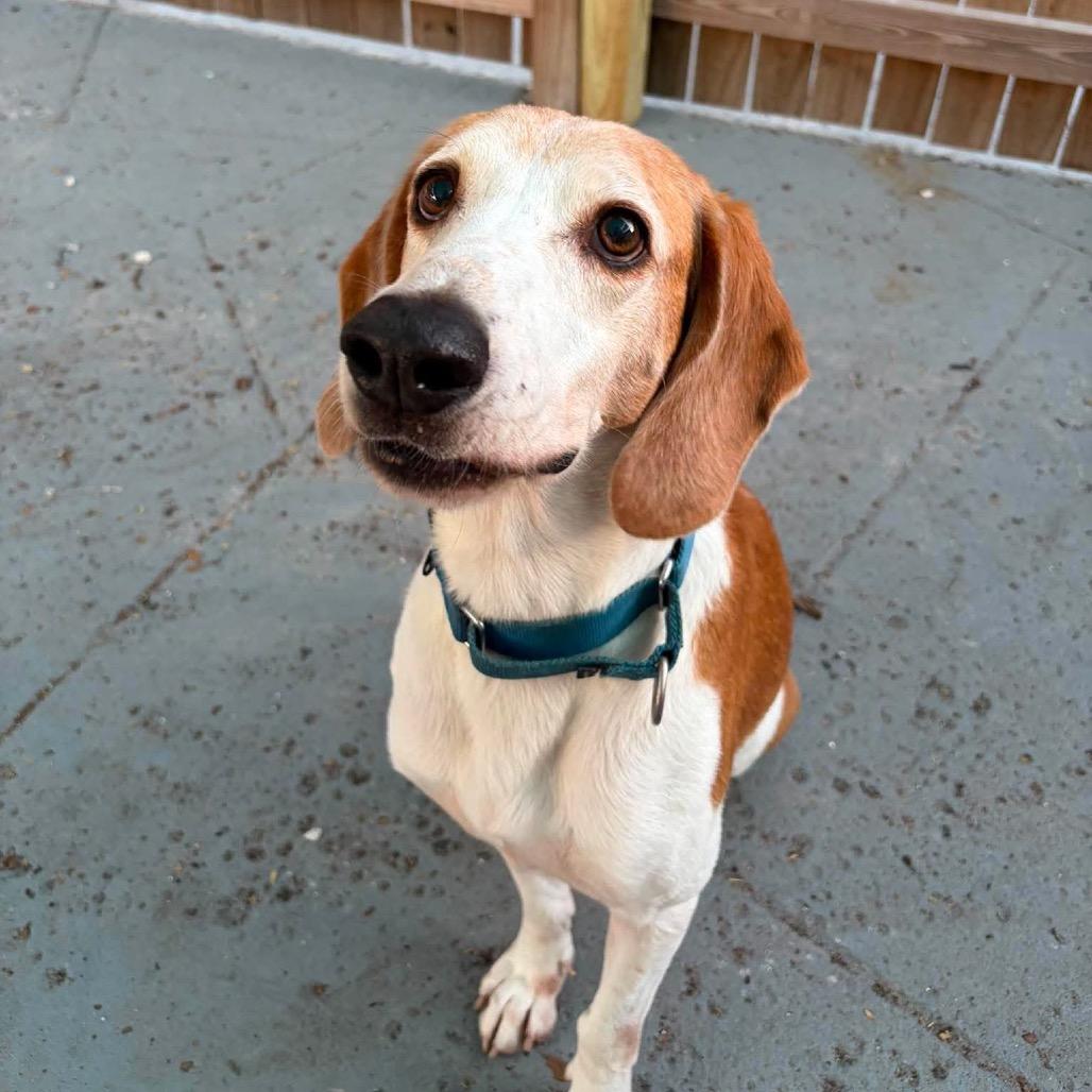 Doug E Fresh, Adoptable, Senior Male American Foxhound.