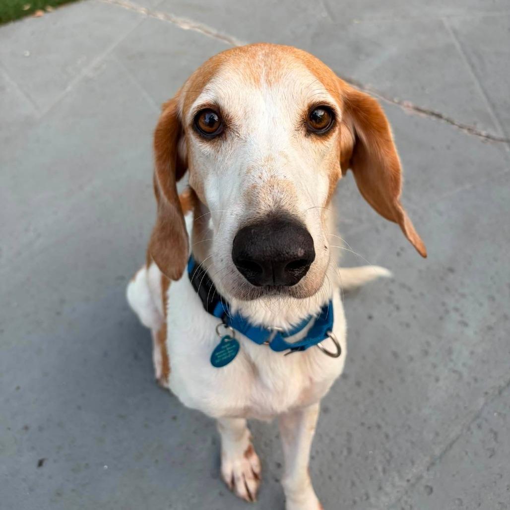 Enlarge Doug E Fresh, a Adoptable American Foxhound in Seminole, FL image 2/6