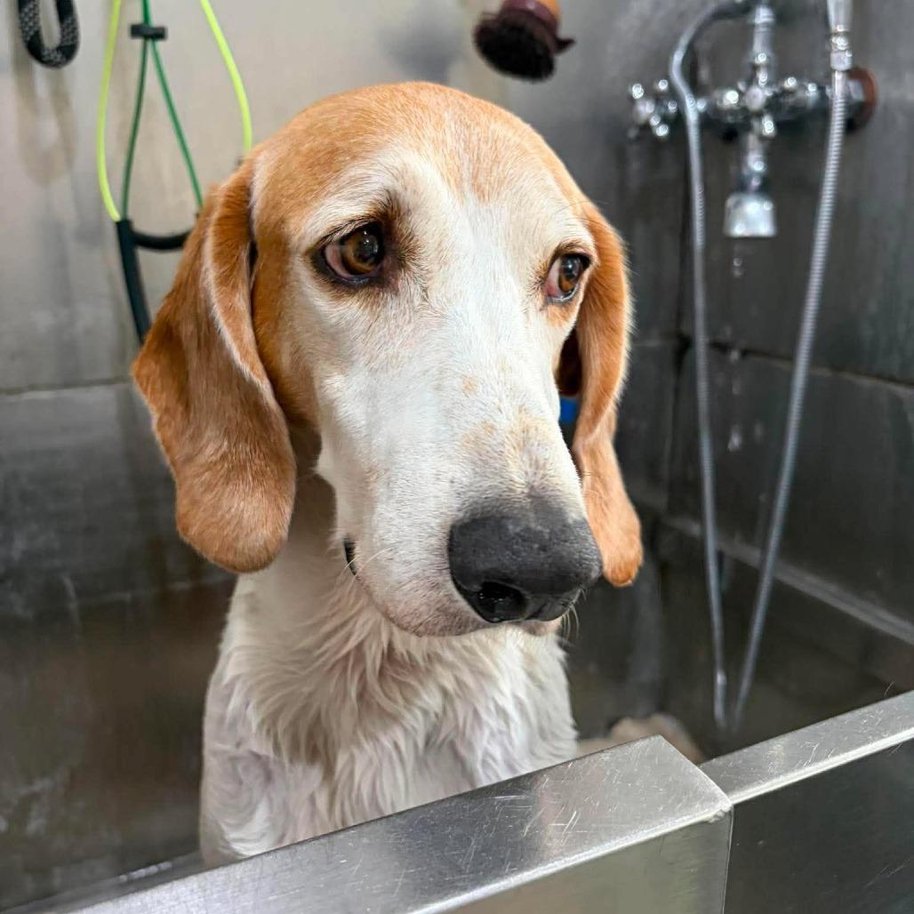 Enlarge Doug E Fresh, a Adoptable American Foxhound in Seminole, FL image 3/6