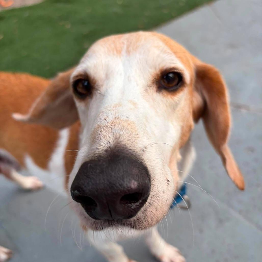 Enlarge Doug E Fresh, a Adoptable American Foxhound in Seminole, FL image 4/6