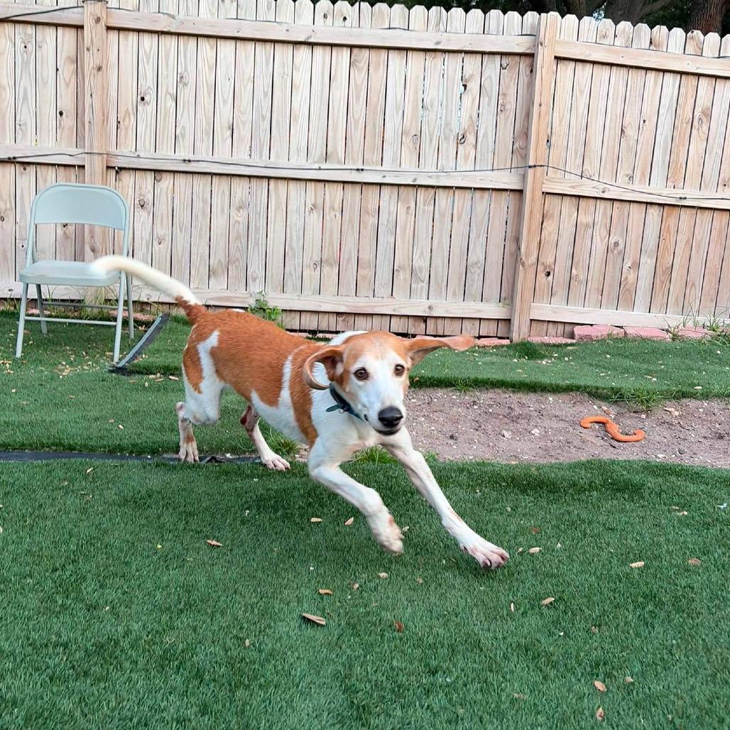 Enlarge Doug E Fresh, a Adoptable American Foxhound in Seminole, FL image 5/6
