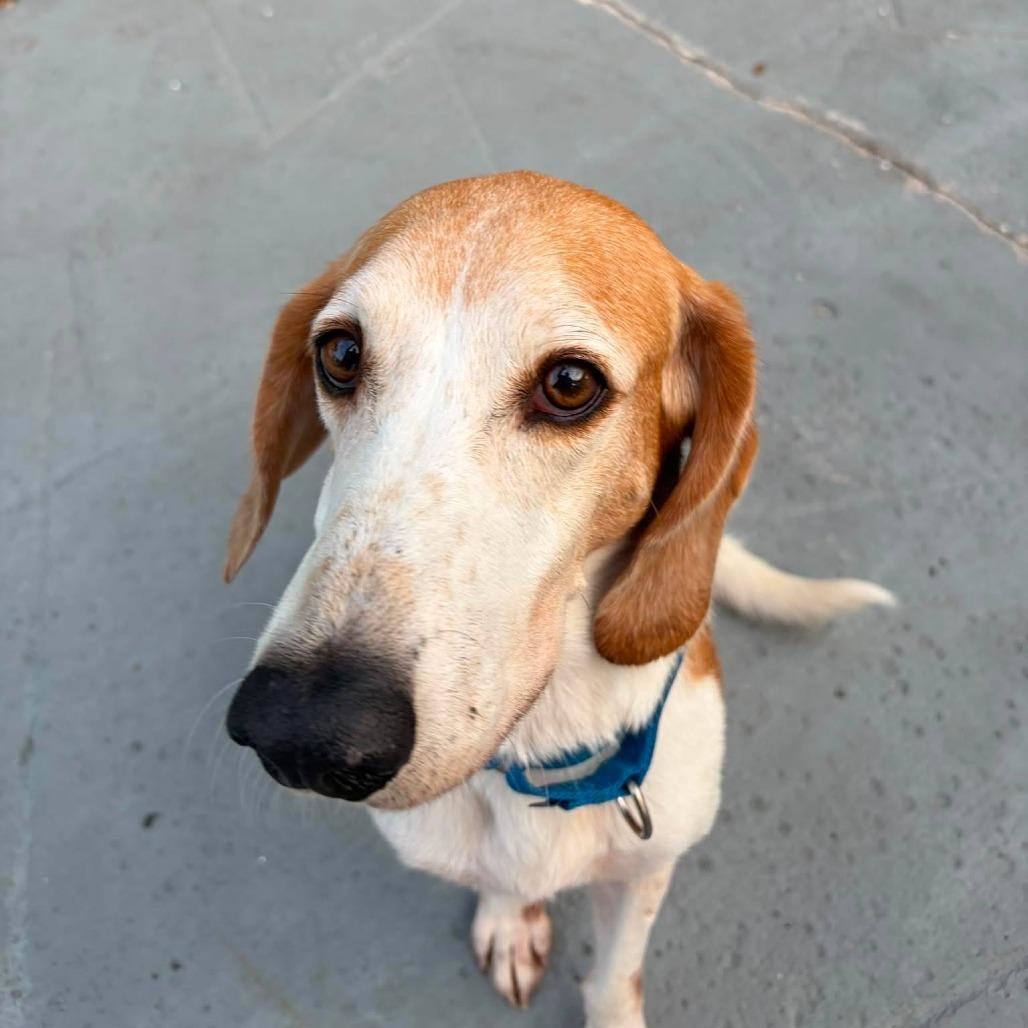 Enlarge Doug E Fresh, a Adoptable American Foxhound in Seminole, FL image 6/6