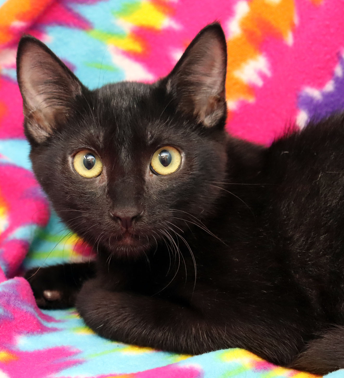 Enlarge Rupert, a Adoptable Domestic Short Hair in Tierra Verde, FL image 1/2