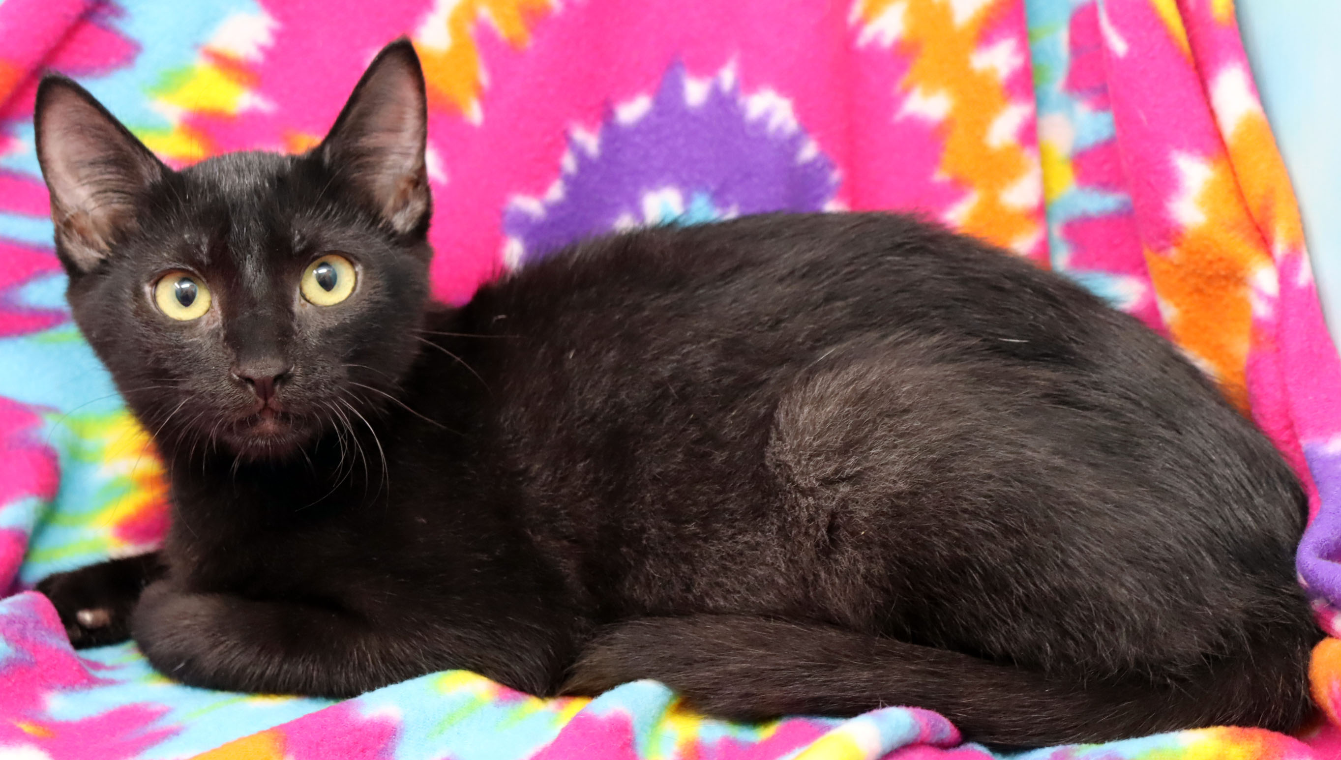 Enlarge Rupert, a Adoptable Domestic Short Hair in Tierra Verde, FL image 2/2