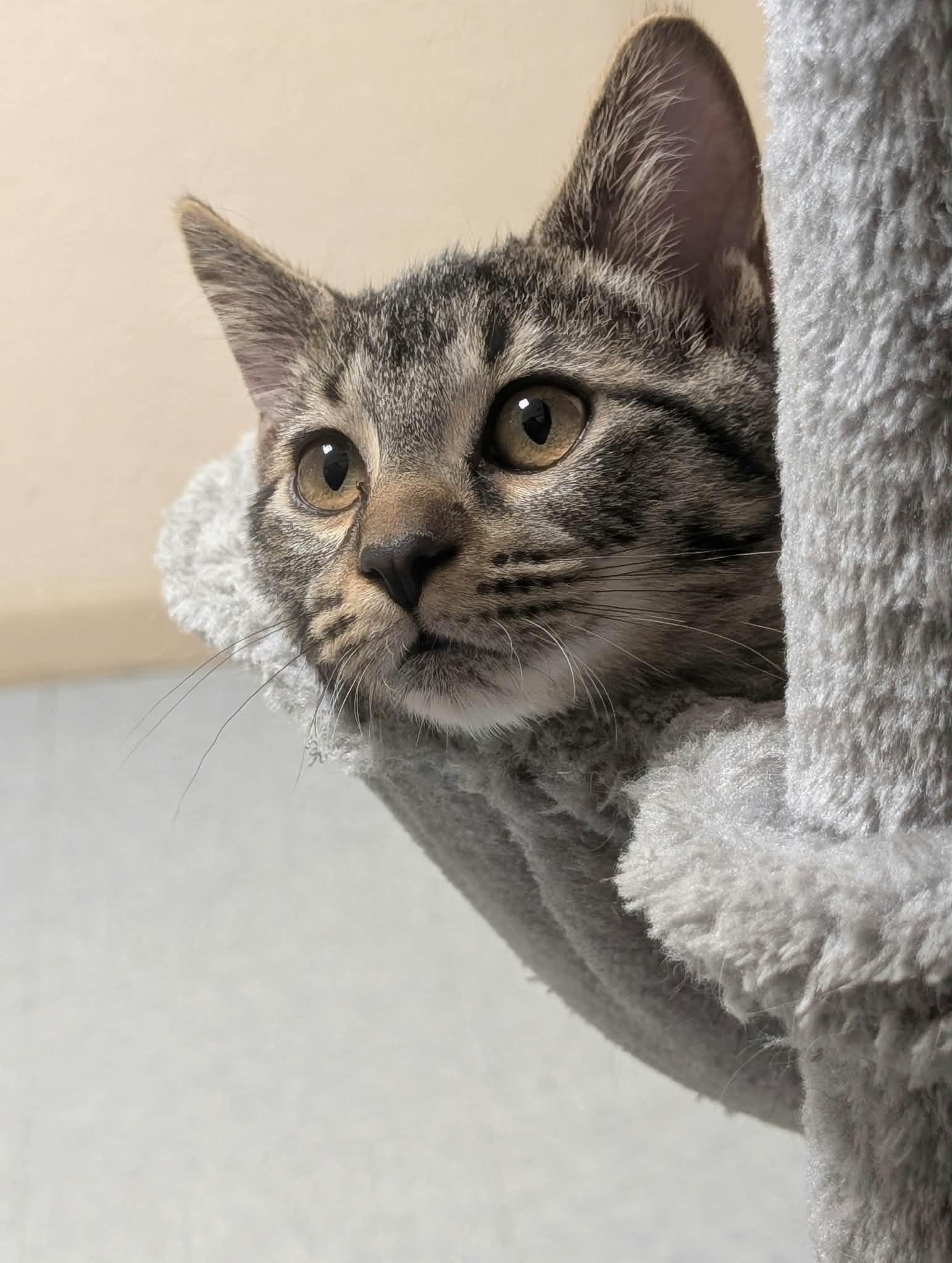 Slider, Adoptable, Young Male Domestic Short Hair.