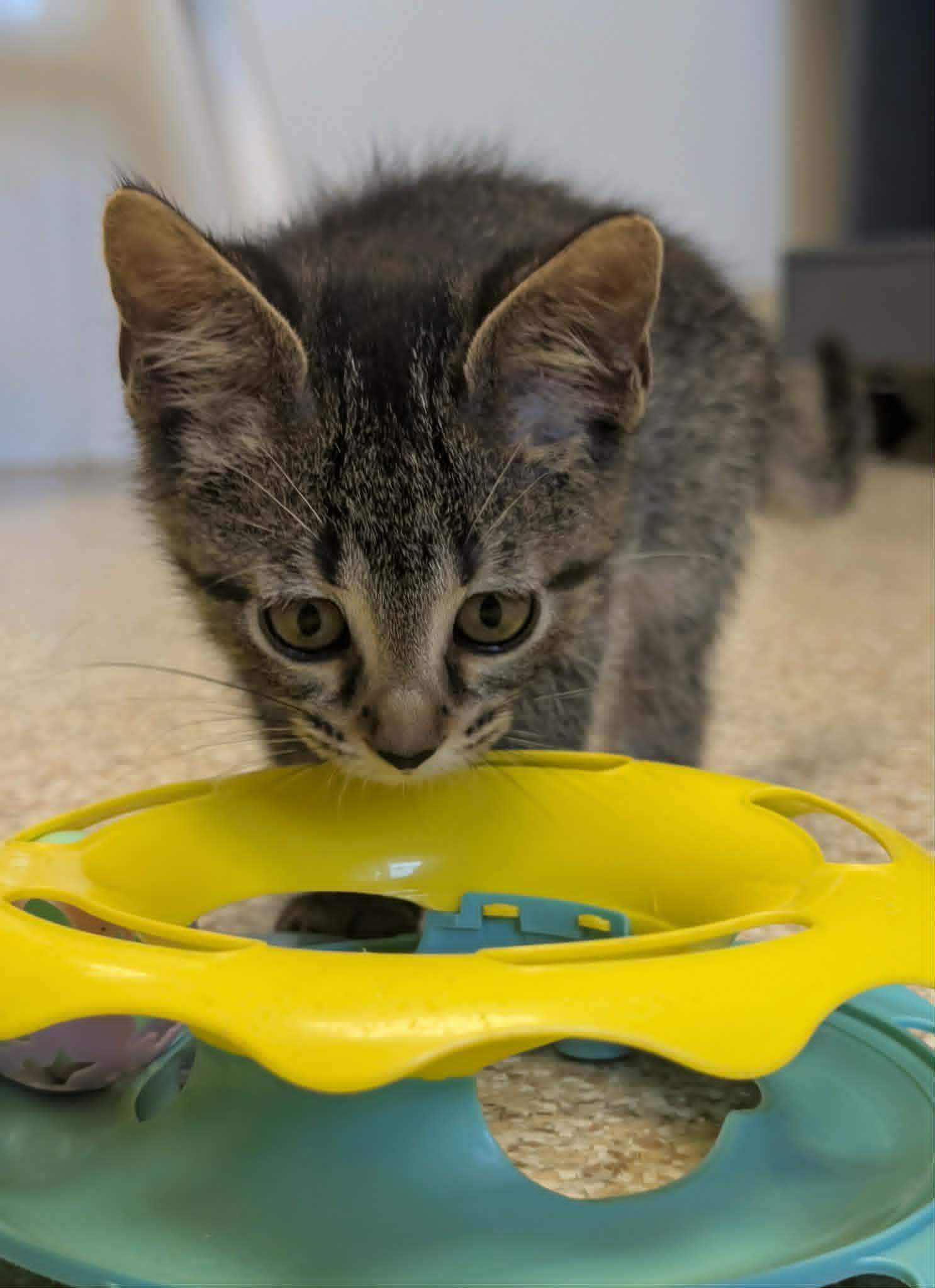 Enlarge Slider, a Adoptable mixed breed in Waupun, WI image 4/4