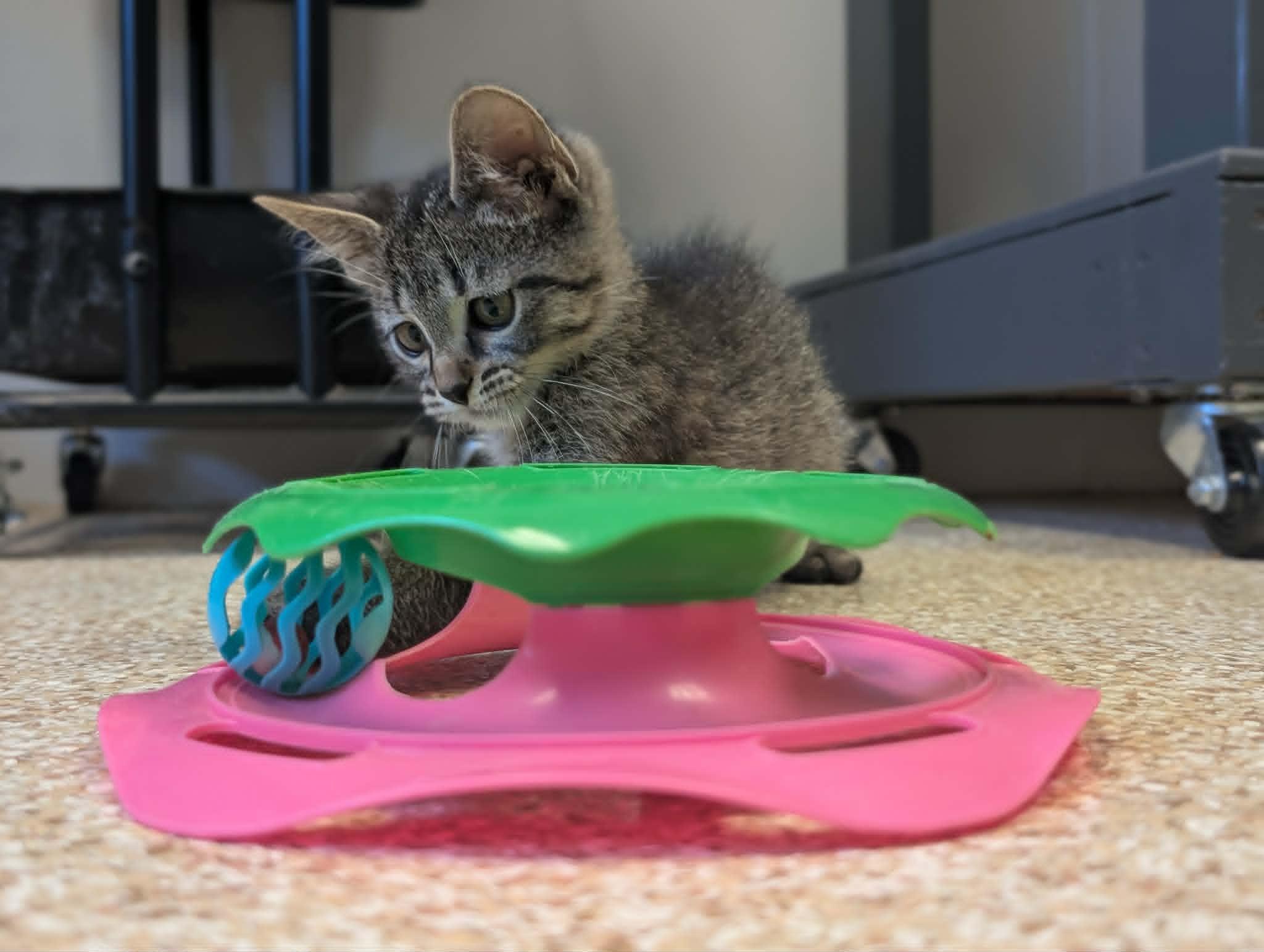 Enlarge Slider, a Adoptable mixed breed in Waupun, WI image 3/4