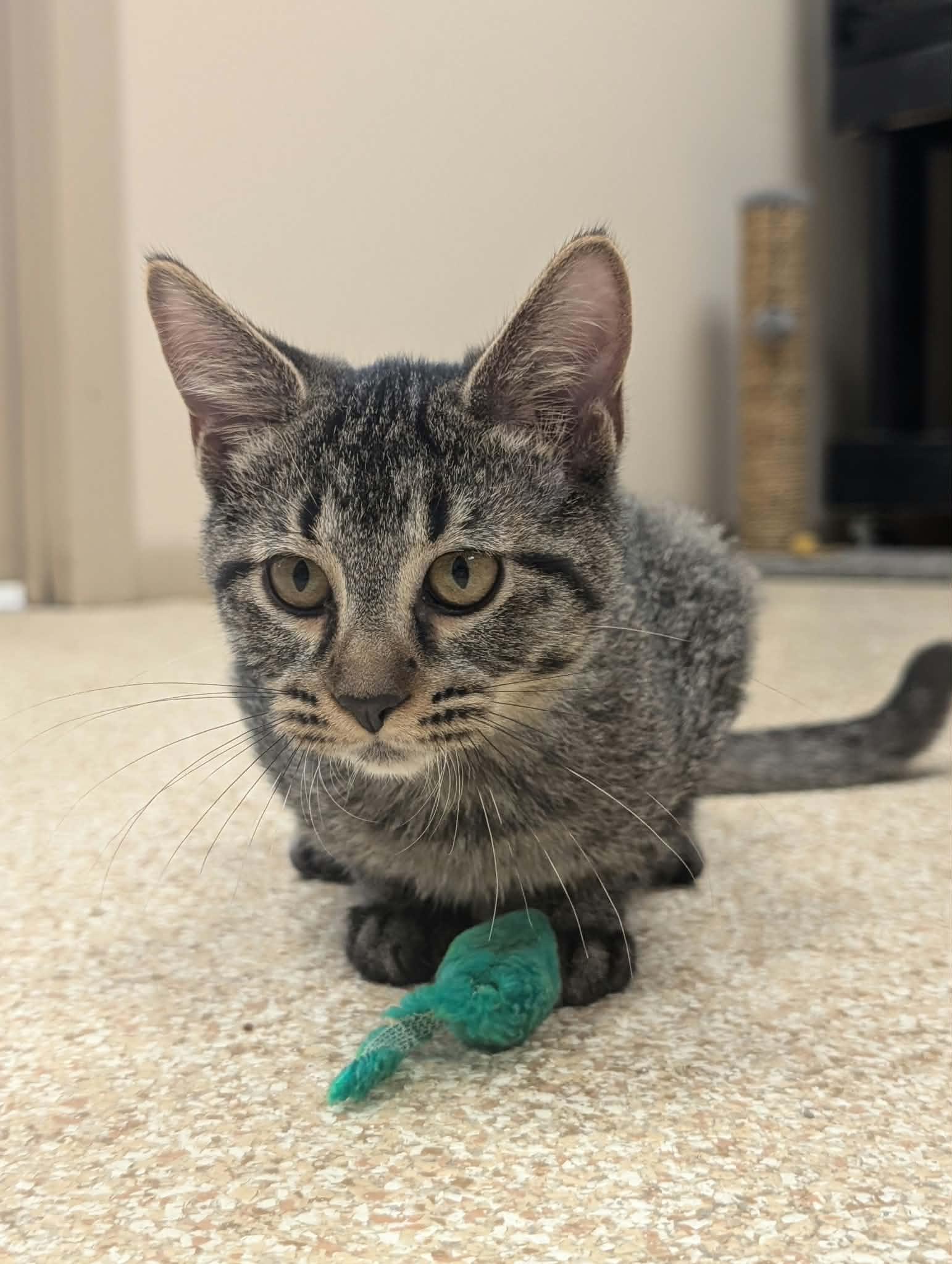 Enlarge Slider, a Adoptable mixed breed in Waupun, WI image 2/4