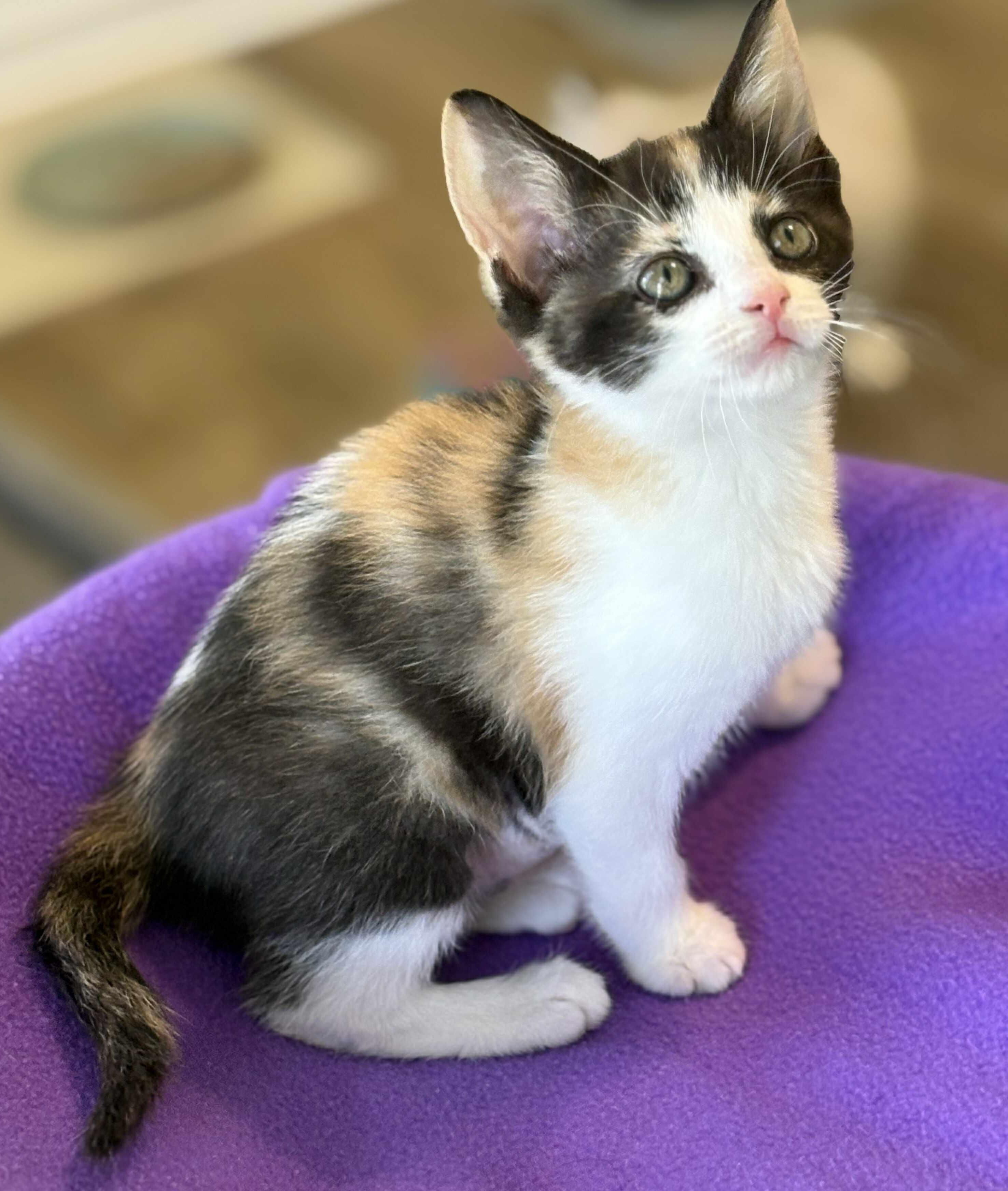 What are the Best Hypoallergenic Cat Breeds for People Petfinderpetfinder: Top Allergy-Friendly Picks