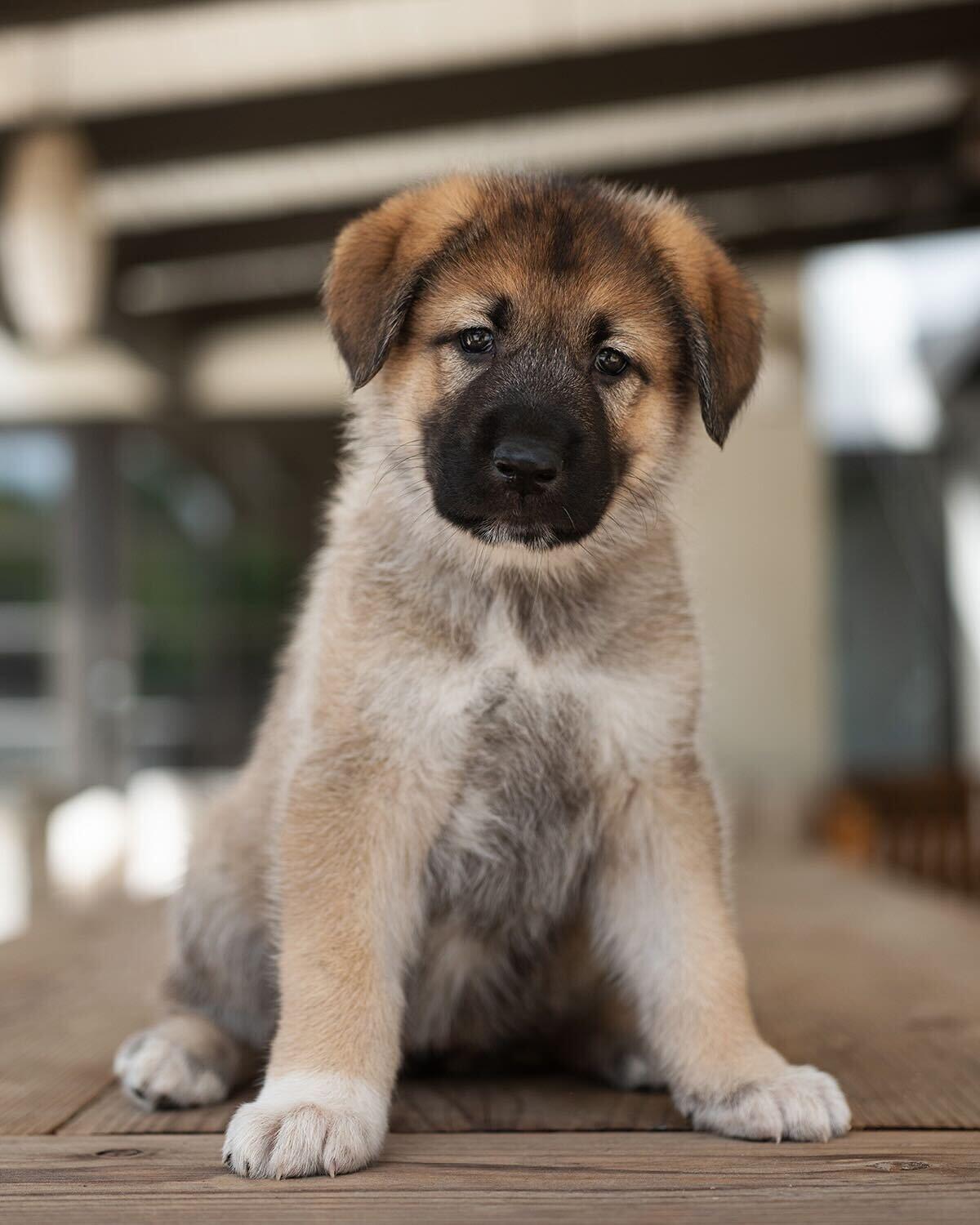 Dylan (pink collar), Adoptable, Young Female German Shepherd Dog.