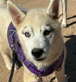 Enlarge TACOMA, a ADOPTABLE mixed breed in Norco, CA image 3/3