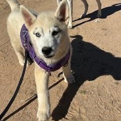 Enlarge TACOMA, a ADOPTABLE mixed breed in Norco, CA image 2/3