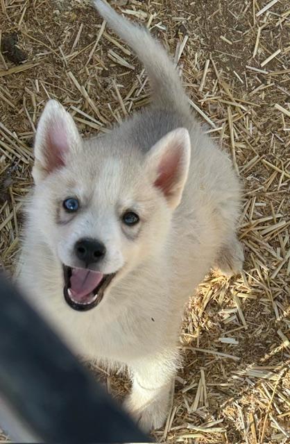 TACOMA, ADOPTABLE, Puppy Male Husky & White German Shepherd.