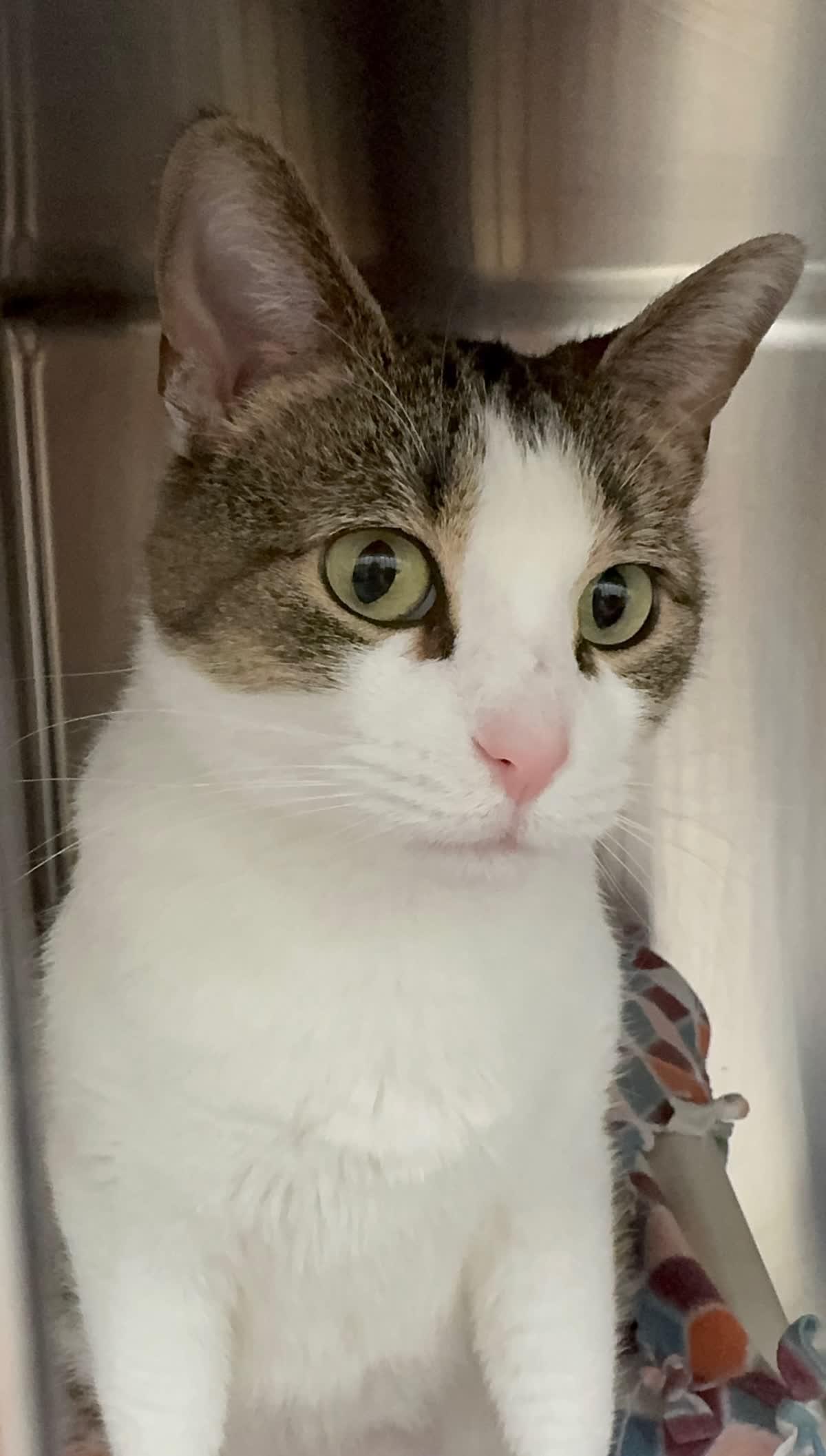 Stella, adopted, Adult Female Domestic Short Hair.