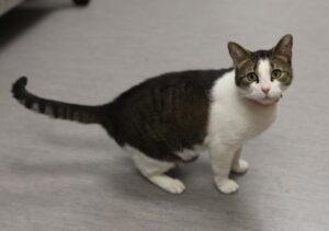 Enlarge Stella, an adopted Domestic Short Hair in Neosho, MO image 2/2